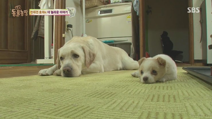 래브라도 강아지는 언제 팔아야합니까