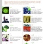 세계 10대 건강식품 / 세계 10대 항암식품