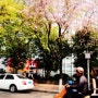 [ 광저우 ] 广州 珠江 중국 광저우 주강 ! 지연이 생일 날 주강에 데이트 갔어요 :) 봄여행, 벚꽃 여행