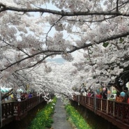 진해 군항제 벚꽃 축제 100배 즐기기