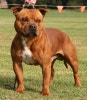 Staffordshire Bull Terrier   Staffordshire Bull Terrier 4 