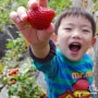 행복한 농장 : 딸기체험 하러 다녀온 딸기체험농장~♬