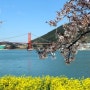 남해벚꽃개화시기, 봄꽃축제, 남해설천해안도로