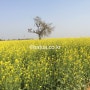 아름다운 풍경 사진 - 인도 시골의 예쁜 노란색 겨자꽃