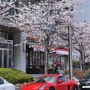 센텀시티 벚꽃 가로수길에서, Cherry blossoms in Centumcity, Busan, March 2014