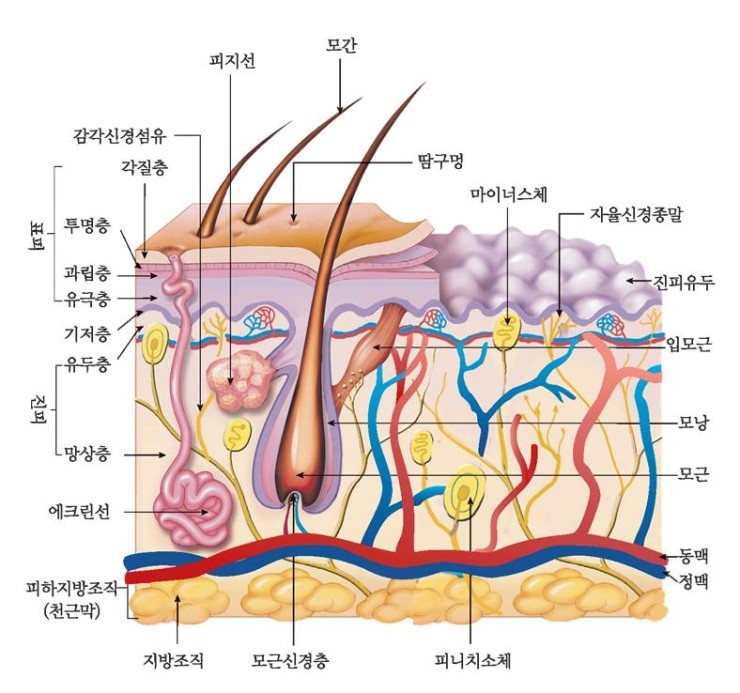 기저층
