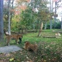 [[뉴욕]] 베레의 뉴욕 연수 일기 51 - 뉴욕 Bronx Zoo에 다녀왔습니다