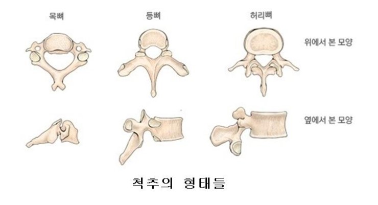 흉추=등뼈•추체•추골•추궁•추공•척추관•횡돌기•상관절돌기•관절돌기•후관절=면관절•하관절돌기 : 네이버 블로그