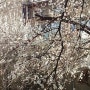 사마르칸트의 봄 꽃 - 살구꽃과 개나리