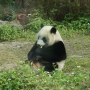 대만자유여행 동물원에서 판다만 보고 와도 개이득, 타이페이 zoo
