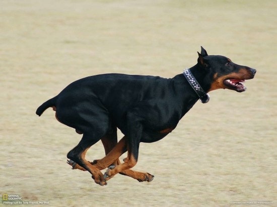 도베르만 핀셔 Dobermann Pinscher 네이버 블로그