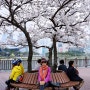 부산의 벚꽃 명소, 수영강변 벚꽃길-4, Cherry blossoms along the Suyoung river, Busan, March 2014