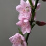 부산의 벚꽃 명소, 수영강변 벚꽃길-3, Cherry blossoms along the Suyoung river, Busan, March 2014