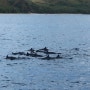 괌 렌트카,괌에이스렌트카-괌 돌핀크루즈 돌고래도 보고,낚시도 하고,스노쿨링도 바다 한가운데서..