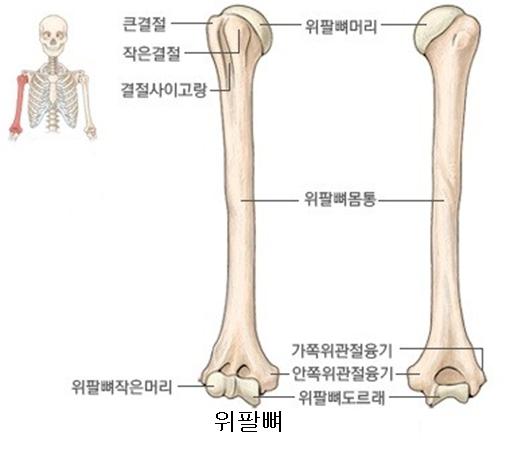 폄근육•발현•노신경=요골신경•유행성•전염성•상완=윗팔=위팔•상완골=위팔뼈=윗팔뼈•팔꿈치•아래팔=전완 : 네이버 블로그 폄근육•발현•노신경=요골신경•유행성•전염성•상완=윗팔=위팔•상완골=위팔뼈=윗팔뼈•팔꿈치•아래팔=전완 : 네이버 블로그