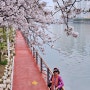 부산의 벚꽃 명소, 수영강변 벚꽃길-5, Cherry blossoms along the Suyoung river, Busan, March 2014