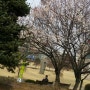 김천에도 벚꽃이폈어요::벚꽃엔딩