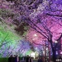 [대구] 이월드 별빛 벚꽃 축제 벚꽃길 & 83타워