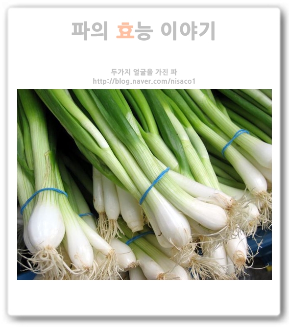 파의 효능, 궁합이 맞는 음식은? : 네이버 블로그