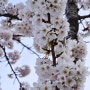 센텀시티 산책-1, 만개한 벚꽃, 29 March 2015