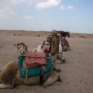 이집트여행::후루가다 낙타체험