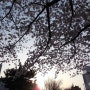 봄봄봄봄~ 봄이왔어요~!!!! [온천장역 산책길] 벚꽃이 만개한 온천장역 산책길, 벚꽃핀사진
