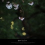 부산의 봄 / 서면 / 벚꽃 / 서면의 밤 / 밤의 벚꽃 사진 찍기 / ISO 상승