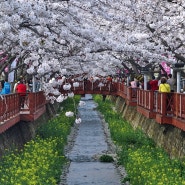진해벚꽃축제, 진해군항제-여좌천에서, Cherry blossoms in Jinhae, Korea