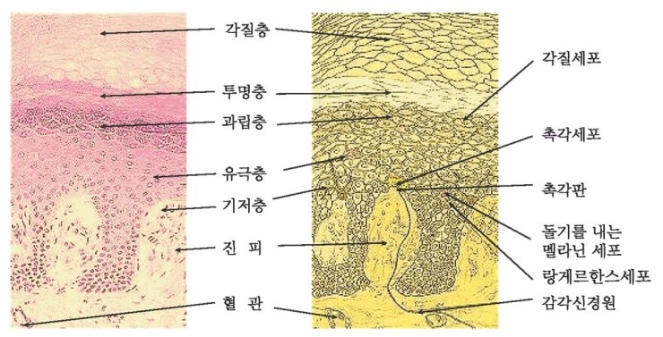기저층
