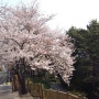 해운대 달맞이언덕의 벚꽃