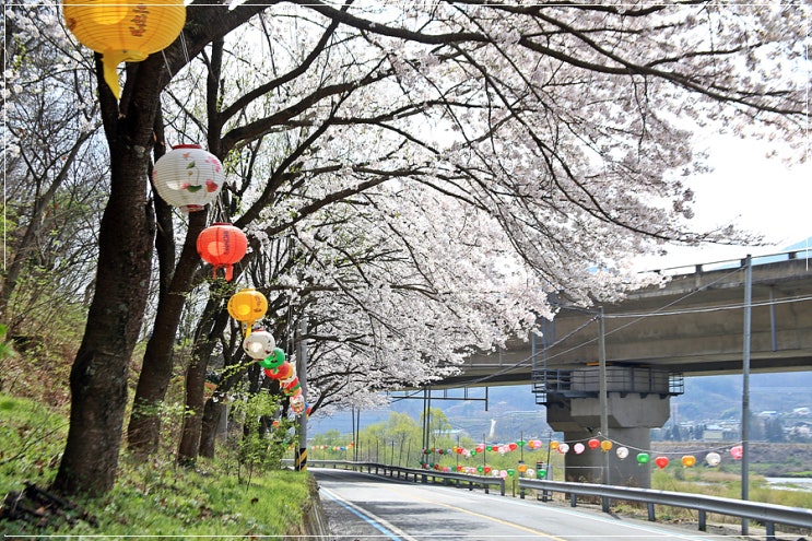 [전남 구례] 섬진강 벚꽃길.