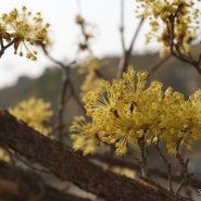 봄꽃여행3 - 지리산 산수유마을 노란빛으로 물들다