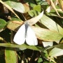 흰 나비