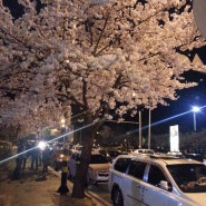 2015. 4.3일 금오산 벚꽃축제 다녀왔어요