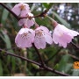 봄비가 촉촉히 내려주고 가까운 야산에 봄꽃들의 향연이 시작됩니다.