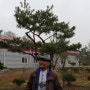 ♧♣♤ 소나무가격 특수목소나무가격 조경소나무판매 공사목소나무, 하자목소나무 구입차 서울서 KTX타고 오다
