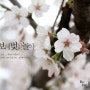 벚꽃만발 2015.04.04 보배랑 벚꽃나들이(봄꽃구경/청주무심천벚꽃축제)