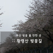 부산 벚꽃명소 :: 황령산 벚꽃길 다녀왔어요