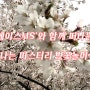 서울 양재천 벚꽃놀이,에이스MS와 함께 꽃구경갑시다~!ㅎ
