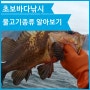 초보바다낚시 물고기종류 알아보기