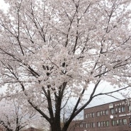 출근길 벚꽃산책