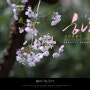 하동 벚곷길 / 한국의 봄 / 대한민국의 가장 멋진 봄길 / 하동 십리벚꽃길 / 4월 봄을 노래하다
