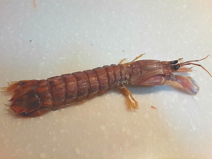 쏙 (갯가재 또는 바닷가재) 먹는법 : 네이버 블로그