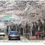 2015.4.7 여의도 벚꽃터널
