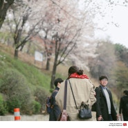 연세대학교 서울캠퍼스 - 서울에도 봄이 왔습니다.