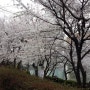 <4월 이야기> 4월, 석촌호수 벚꽃과 한바퀴
