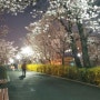 중랑천 벚꽃길 - 봄나들이 하기 좋은 곳