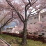 집앞에 벚꽃이 많이 피었네요~!