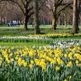 그린파크(Green Park)의 봄