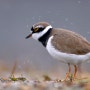 꼬마물떼새 [ Little ringed plover ]